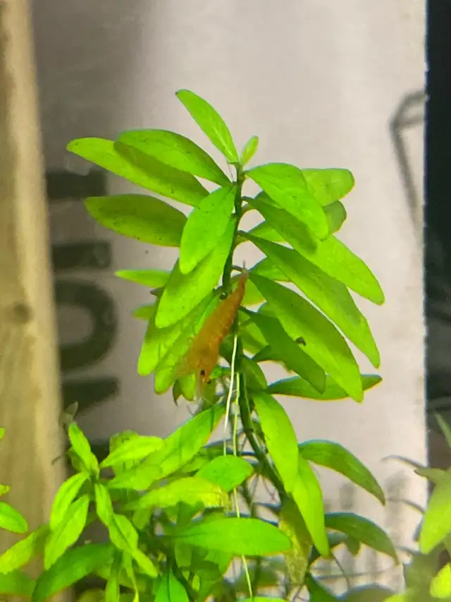 orange neocardinia shrimp in Fish for Rehoming in Brantford - Image 3