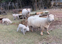 Lambs/ewes