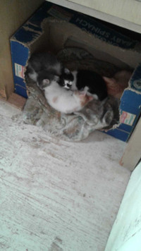 17th Generation Manx Kittens 