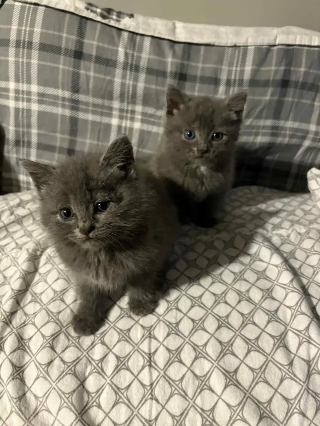 2 Chatons in Cats & Kittens for Rehoming in Drummondville - Image 3
