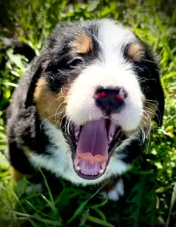 Bernese Mountain Puppy  CKC Registered, View more