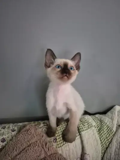 3 mâle,chatons siamois de 2 mois, a seulement 300$ chaque .Me contacter au 450-712-1066