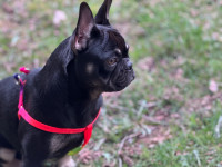 Exotic French bulldog available 