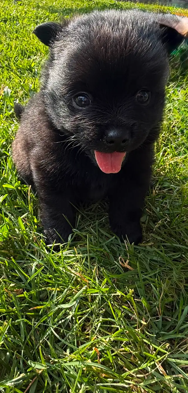 Teddy bear Pomeranian puppies 3 males in Dogs & Puppies for Rehoming in St. Catharines - Image 5