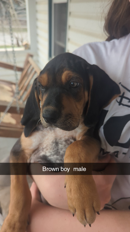 Blue tick black n tan coonhound puppies in Dogs & Puppies for Rehoming in Vernon - Image 2