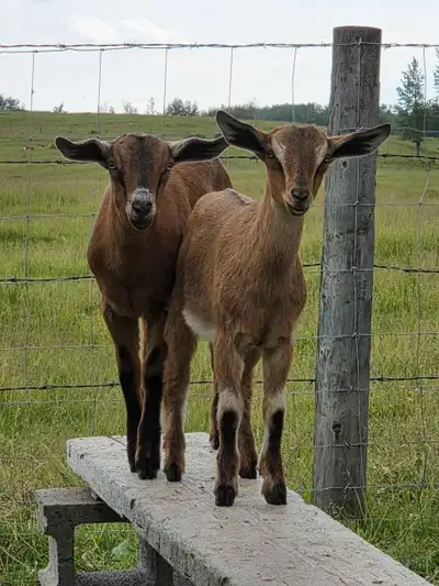 Mini Nubian Goats, View more