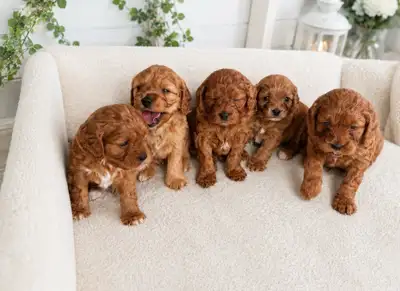 Adorables chiots Cavapoo, View more