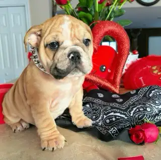⭐️BULLDOG ANGLAIS⭐️, View more