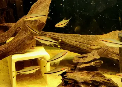 roseline sharks (denison barb) 2.5"-3", View more