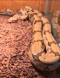 Suriname True Red Tail Boa Constrictor BCC Adult