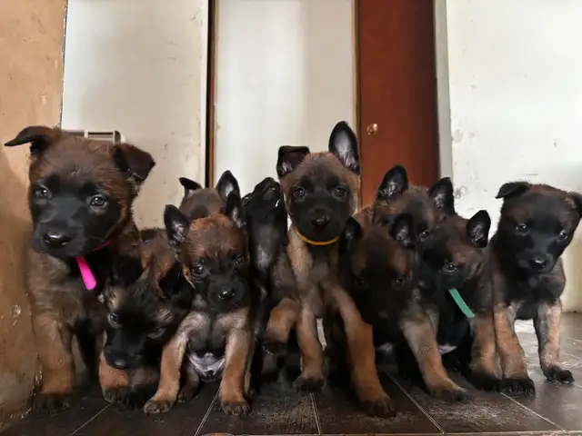 ONLY 4 BELGIAN MALINOIS PUPPIES LEFT in Dogs & Puppies for Rehoming in Edmonton - Image 5