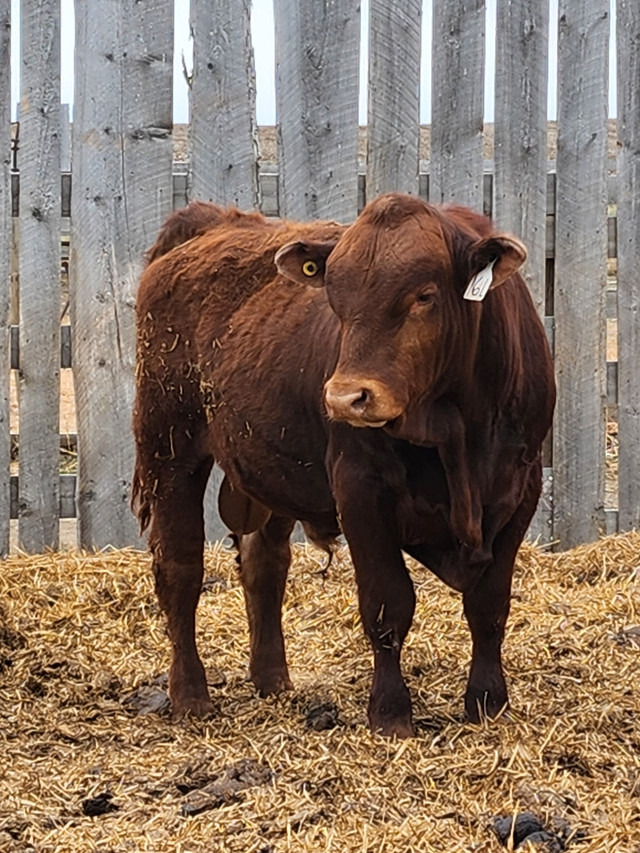 Yearling Gelbvieh Bulls For sale in Livestock in Medicine Hat - Image 3
