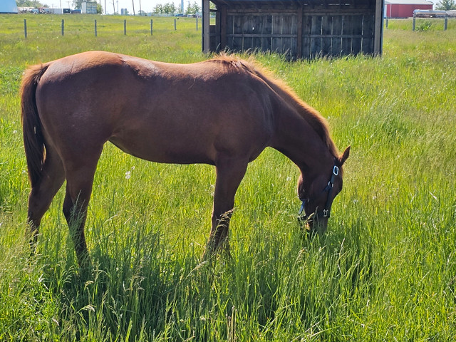 2022 quarter horse chesnut filly in Horses & Ponies for Rehoming in Hamilton - Image 3