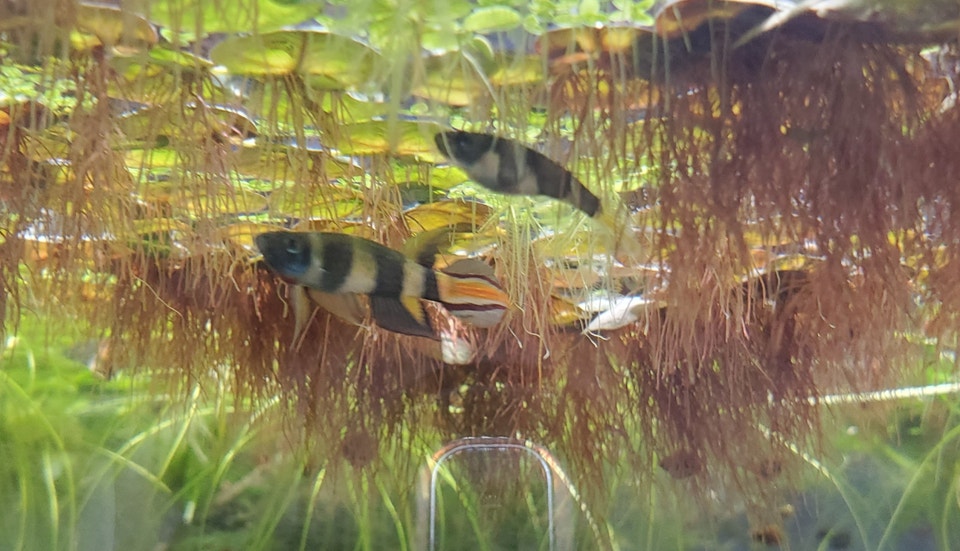 Clown killi | Fish for Rehoming | Ottawa | Free local classifieds - Kijiji
