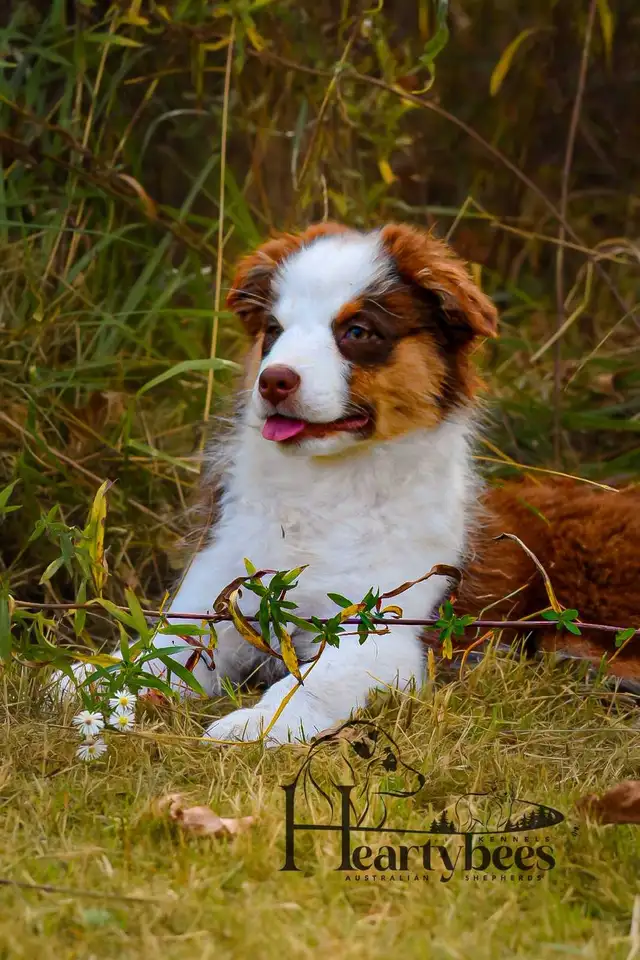 Australian Shepherd