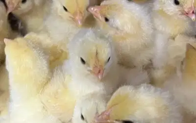 Offering day old Bresse Chicks. Fantastic dual purpose breed developed in France over the centuries...