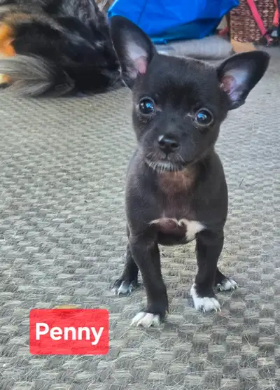 Toy Terrier/Pomeranian/Chihuahua Puppies, View more