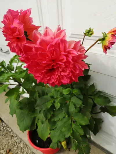Potted Blooming Dahlia plants 出售正盛花的盆栽大丽花植株, View more