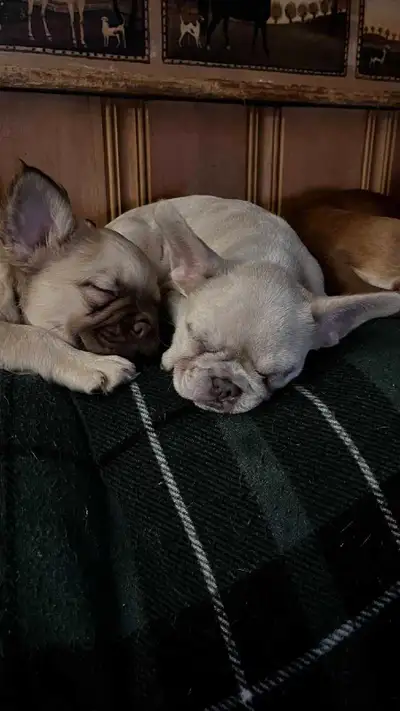2 Beautiful French Bulldog Puppies Available! ✔️PEL 01369 CKC Registered | 4th Generation Lines | He...