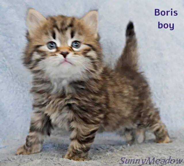 Charming Siberian boy