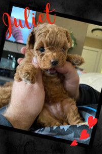 1 Girl Left Toy Poodle Puppy