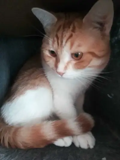 Chat Roux , View more