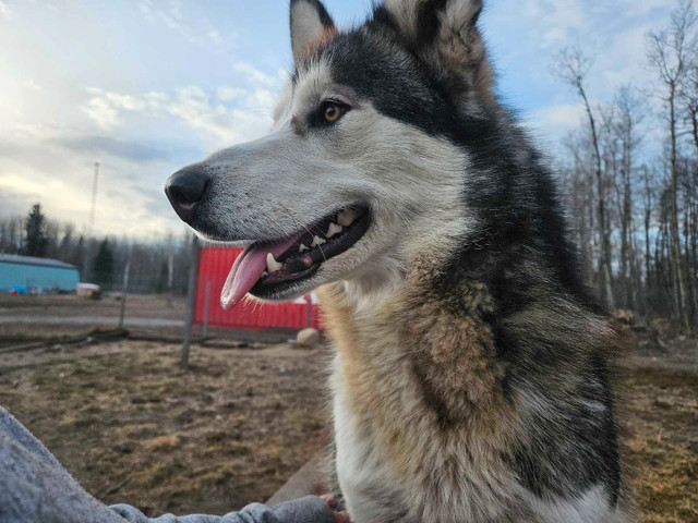 2 - 19 Month intact Alaskan Malamutes  in Dogs & Puppies for Rehoming in Edmonton - Image 2