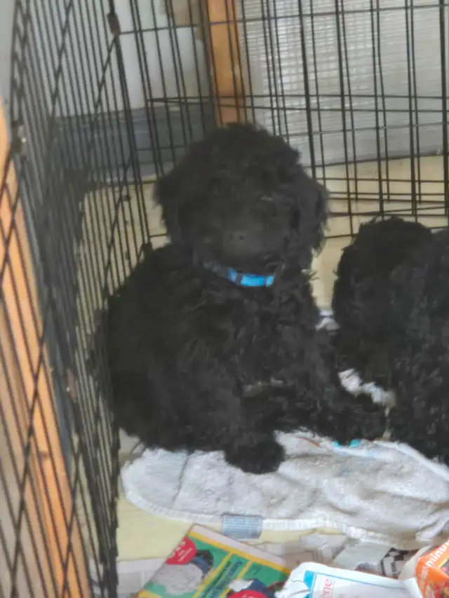 Purebred male pup in Dogs & Puppies for Rehoming in Stratford - Image 6