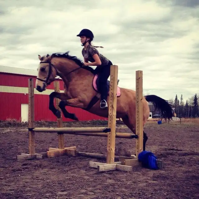 Quarter horse brood mare in Livestock in Vanderhoof - Image 4