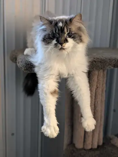 Luxury Cat Boarding , View more