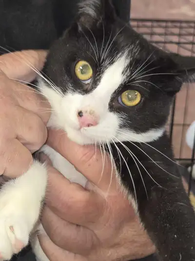 Beautiful Kittens, View more