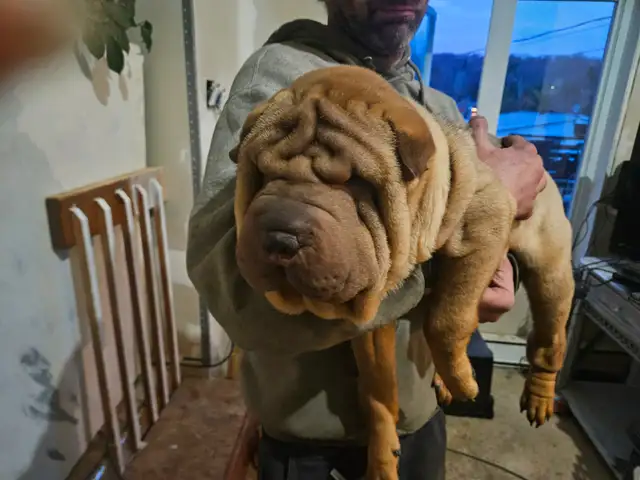 Chien Shar-pei a Vendre! in Dogs & Puppies for Rehoming in Laurentides - Image 3