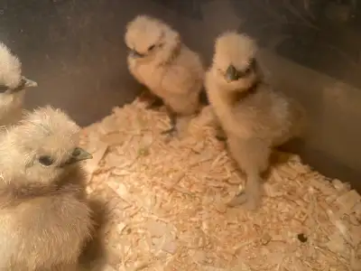 silkie chicks , View more