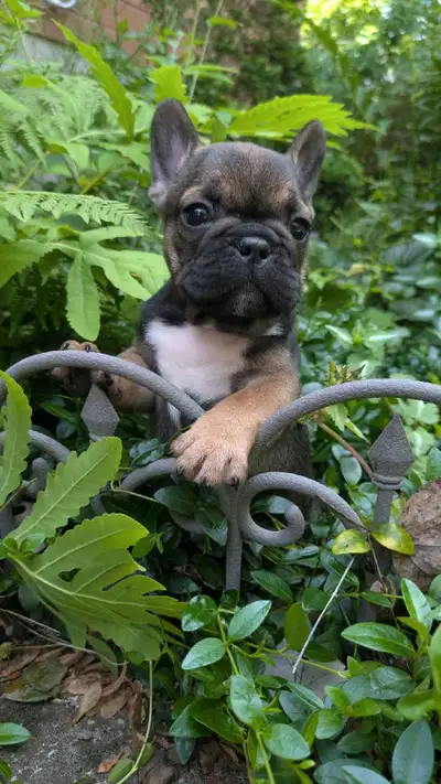 French Bulldog Puppies, View more