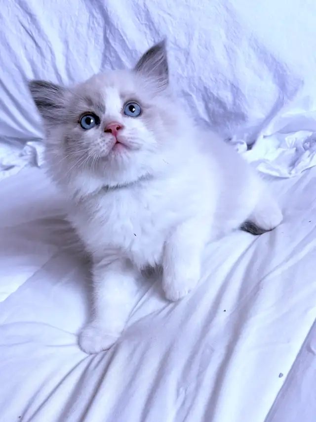Ragdoll kittens in Cats & Kittens for Rehoming in London - Image 7