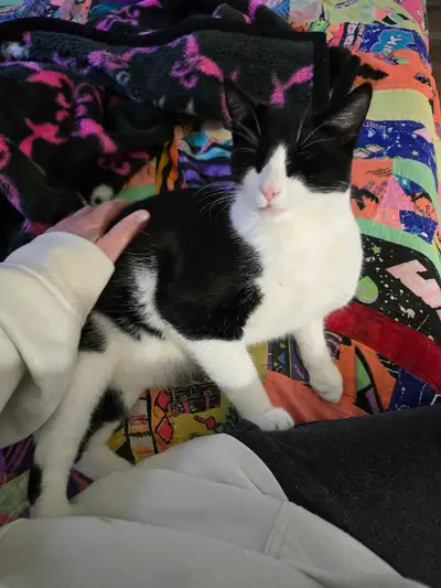 12 month old Male Cat, View more