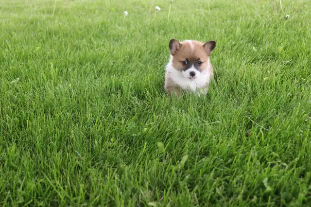 Two CKC Registered Female Pembroke Welsh Corgi Pups Available in Dogs & Puppies for Rehoming in Sarnia - Image 7
