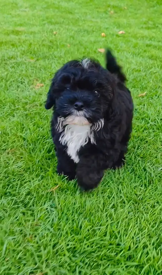 Puppies looking for their furever home! in Dogs & Puppies for Rehoming in Oakville / Halton Region - Image 11