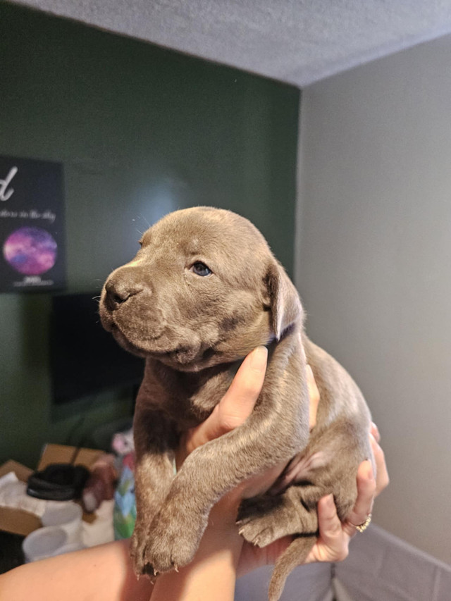 Cane Corso Puppies in Dogs & Puppies for Rehoming in Sudbury - Image 2