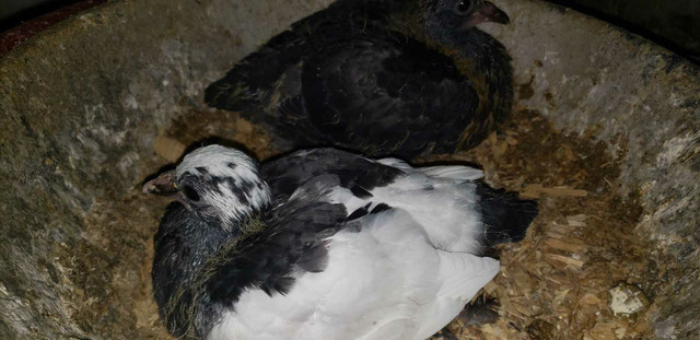 2 baby pigeon (10 days old) hand feeding  in Birds for Rehoming in Windsor Region - Image 2