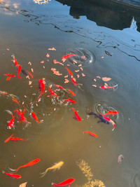 Fish. Koi? Selling off fish from fathers pond. Selling house.