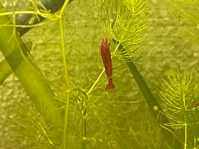 Supreme Red Cherry Shrimp in Fish for Rehoming in Hamilton - Image 9