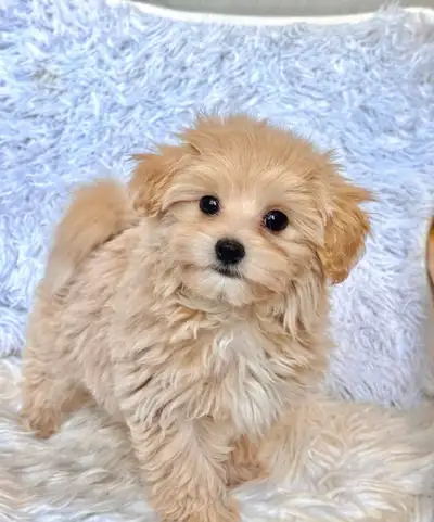Toy maltipoo puppies— 2 year health guarantee, View more