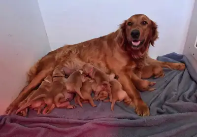CKC Registered Golden Retriever Puppies, View more
