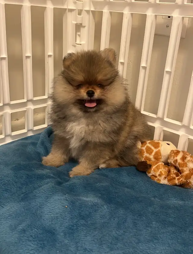 Teddy bear pomeranians in Dogs & Puppies for Rehoming in Mississauga / Peel Region - Image 4