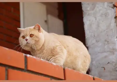 British shorthair adult male, View more