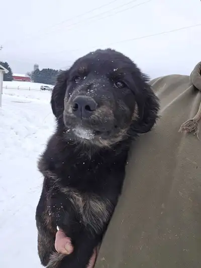 Golden retriever mix puppies looking for new homes. 100 each. Cash only. One girl available Mom is a...