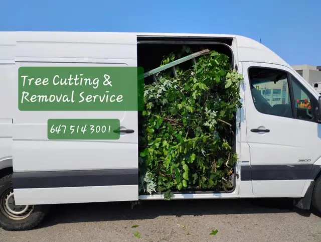 Tree Removal services Branch Trimming # 6475143001 in Lawn, Tree Maintenance & Eavestrough in Mississauga / Peel Region - Image 2