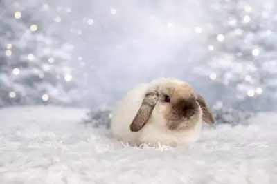 Neutered young holland lops, View more