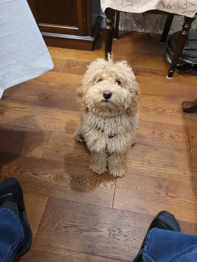 8 month Cockapoo for sale, all shots up to date , View more